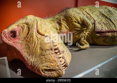 Ein „lebensgroßes“ Modell des Tyrannosaurus rex, das dem Australian Museum (AM) von National Geographic geschenkt wurde, wurde in Großbritannien für das Dokumentarprogramm T. rex hergestellt Stockfoto