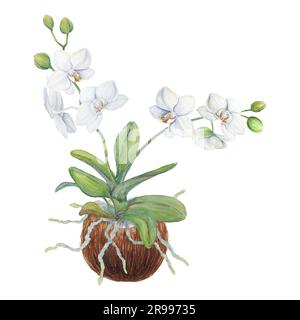 Weiße Orchideenblüten mit Wurzeln in Kokosnuss. Feine, realistische, handgezeichnete Darstellung in botanischem Aquarell. Clipart für Hochzeitseinladungen, Einrichtung Stockfoto
