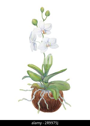 Weiße Orchideenblüten mit Wurzeln in Kokosnuss. Feine, realistische, handgezeichnete Darstellung in botanischem Aquarell. Clipart für Hochzeitseinladungen, Einrichtung Stockfoto
