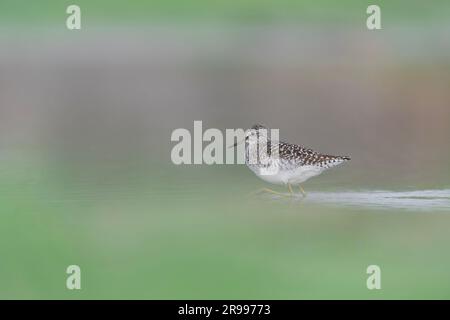 Wandern im Wasser, der Holzschleifer (Tringa glareola) Stockfoto