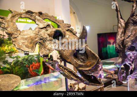 Der Centrosaurus apertus-Schädel im australischen Musuem. Eine Gattung pflanzenfressender zeratopsischer Dinosaurier aus der Spätkreidezeit Kanadas Stockfoto