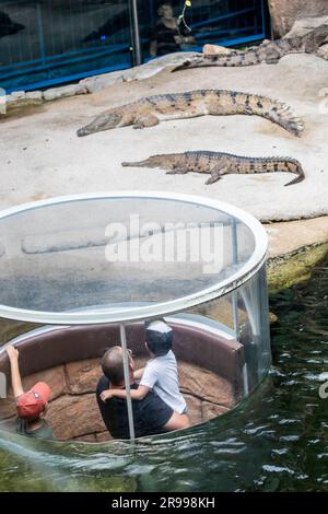 Touristen beobachten Süßwasserkrokodile (Crocodylus johnstoni) aus der Nähe des Glastunnels im Wild Life Sydney Zoo. Ein Wildpark. Stockfoto