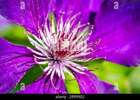 Nahaufnahme einer blau-violetten Blume mit einem Blumenstreifen der großblütigen Waldrine (Clematis Hybrid) Jackmanii im Sonnenlicht Stockfoto