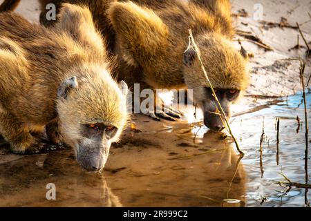 Weibliche Chacma oder Cape Baboons (Papio ursinus), Botsuana, Juni 2009 Stockfoto