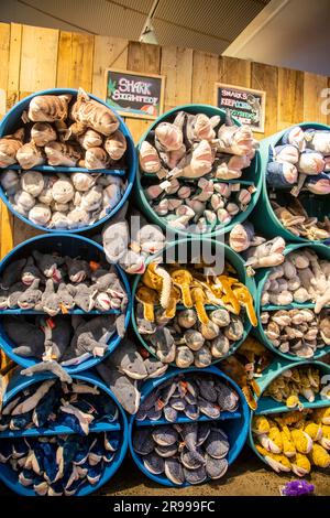 Verschiedene Arten von gefüllten Spielzeugen mit Haien im Souvenirladen des Sea Life Sydney Aquarium. Ein öffentliches Aquarium mit einer großen Vielfalt an australischem Aquat Stockfoto