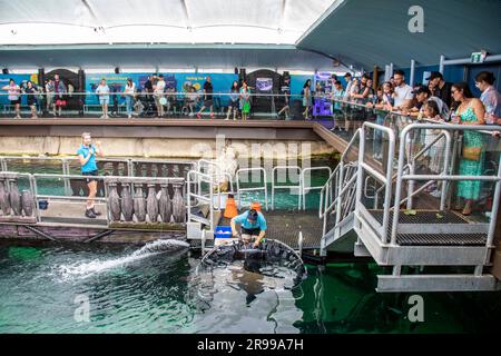 Sydeny Australia 26. März 2023: Trouisten beobachten Zoowärter beim Füttern von okelliertem Adlerrochen im Sea Life Sydney Aquarium. Stockfoto