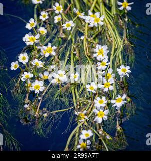 Matte aus wilden Wahitenblüten auf der Wasseroberfläche des Flusses Avon in salisbury, Wiltshire, Großbritannien Stockfoto