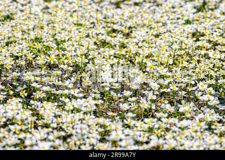 Matte aus wilden Wahitenblüten auf der Wasseroberfläche des Flusses Avon in salisbury, Wiltshire, Großbritannien Stockfoto