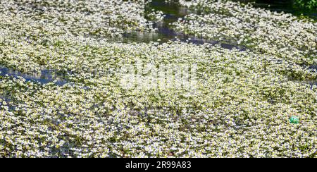 Matte aus wilden Wahitenblüten auf der Wasseroberfläche des Flusses Avon in salisbury, Wiltshire, Großbritannien Stockfoto