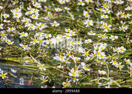 Matte aus wilden Wahitenblüten auf der Wasseroberfläche des Flusses Avon in salisbury, Wiltshire, Großbritannien Stockfoto