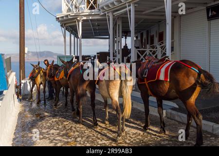 Esel am frühen Morgen in Fira werden als Taxis für Touristen in den kleinen Gassen der Insel Santorin in den Kykladen in Griechenland eingesetzt. Stockfoto