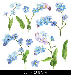 Aquarelle Frühlingsblumen - vergessen Sie meine Nüsse, botanische Illustration Stockfoto