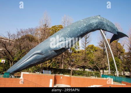 Tokio Japan März 11. 2023: Statue des Blauwals (Balaenoptera musculus) vor dem Nationalmuseum für Natur und Wissenschaft. Stockfoto