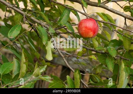 Ein einsamer roter, reifer Apfel hängt an einem Ast. Stockfoto