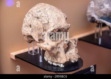 Der STS 71 (Australopithecus africanus) in der Globalgalerie National Museum of Nature and Science. Es wurde in Sterkfontein, Südafrika, von entdeckt Stockfoto