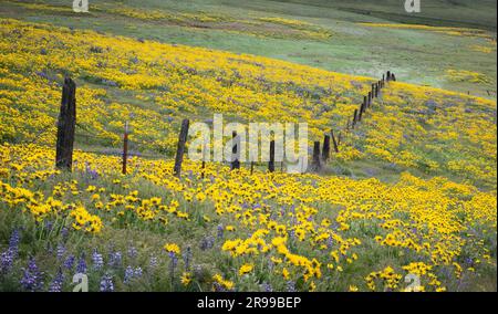 Zaunpfähle in einem Meer aus Balsamroot und Lupine, Columbia Hills, Washington, USA. Stockfoto