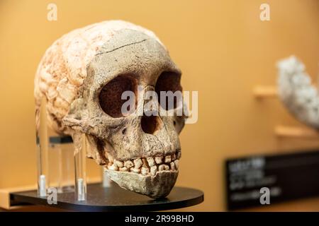 The Taung Child (oder Taung Baby) in der globalen Galerie National Museum of Nature and Science. Der versteinerte Schädel eines jungen Australopithecus africanus. Stockfoto