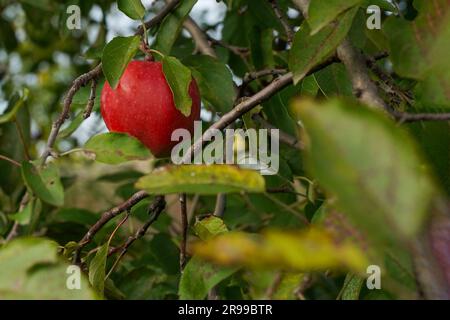 Ein einsamer roter, reifer Apfel hängt an einem Ast. Stockfoto