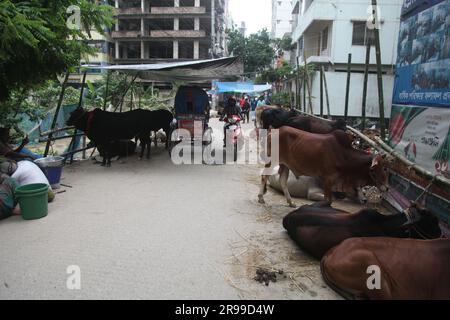 Dhaka Bangladesch 25.06.23, trotz des Verbots der Stadtgesellschaft, die Qorbani-Hütte sitzt auf der Straße, dieses Foto wurde aufgenommen dhaka meradia Viehmarkt Stockfoto