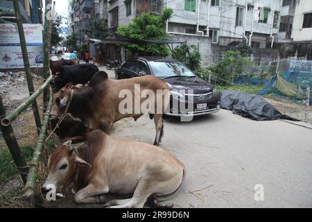 Dhaka Bangladesch 25.06.23, trotz des Verbots der Stadtgesellschaft, die Qorbani-Hütte sitzt auf der Straße, dieses Foto wurde aufgenommen dhaka meradia Viehmarkt Stockfoto