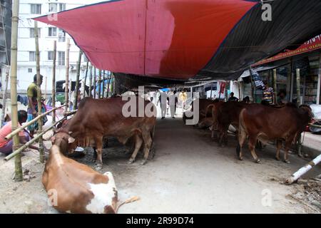 Dhaka Bangladesch 25.06.23, trotz des Verbots der Stadtgesellschaft, die Qorbani-Hütte sitzt auf der Straße, dieses Foto wurde aufgenommen dhaka meradia Viehmarkt Stockfoto