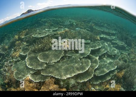 Im Komodo-Nationalpark, Indonesien, gedeihen Korallen, die sich auf Riffen aufbauen. Diese Region ist die Heimat einer außergewöhnlichen marinen Artenvielfalt. Stockfoto