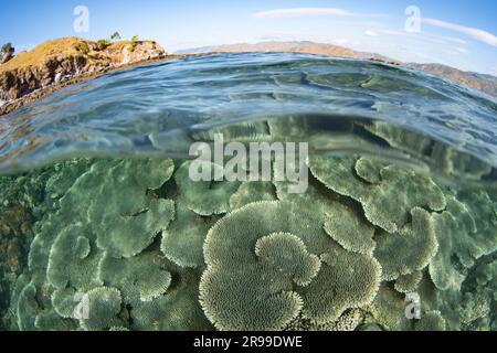 Im Komodo-Nationalpark, Indonesien, gedeihen Korallen, die sich auf Riffen aufbauen. Diese Region ist die Heimat einer außergewöhnlichen marinen Artenvielfalt. Stockfoto