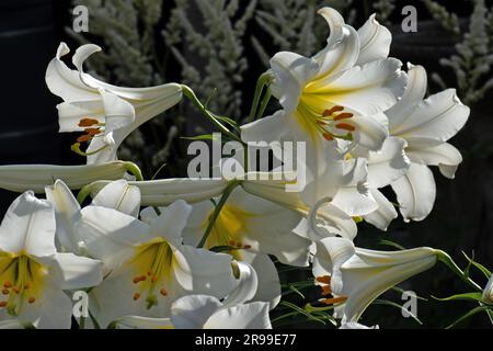 Stark duftende weiße Lilie, Lilium Regale Album Stockfoto