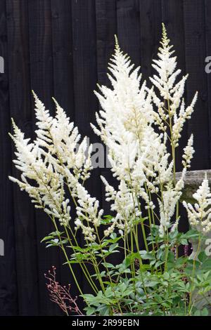 Die weiche Astilbe blüht im Tupfenschatten Stockfoto