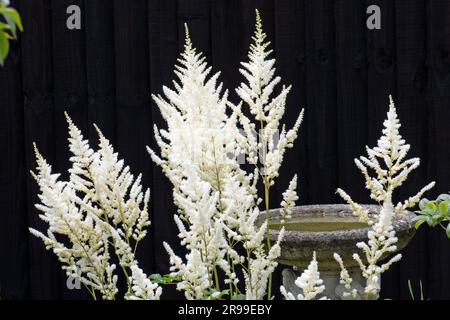Die weiche Astilbe blüht im Tupfenschatten Stockfoto