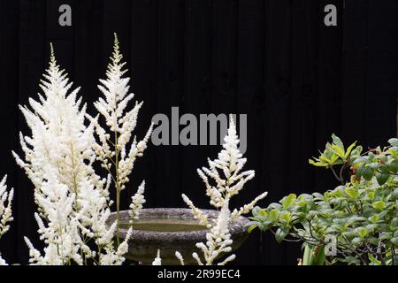 Die weiche Astilbe blüht im Tupfenschatten Stockfoto