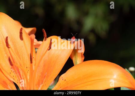 Zwergorange Asiatische Lily Stockfoto