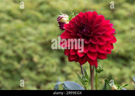 Burgunderrote Dahlia „Arabische Nacht“. Stockfoto