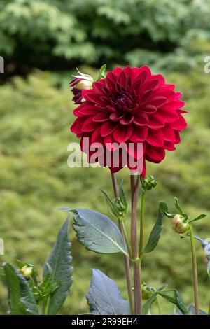 Burgunderrote Dahlia „Arabische Nacht“. Stockfoto