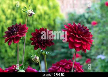 Burgunderrote Dahlia „Arabische Nacht“. Stockfoto