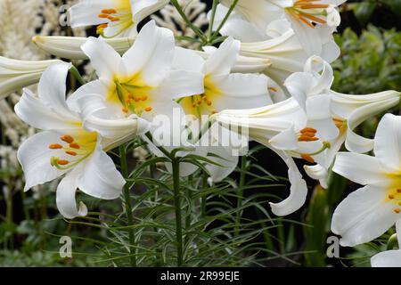 Stark duftende weiße Lilie, Lilium Regale Album Stockfoto