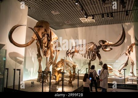 Die Ausstellung „Evolution of life – from the Earth’s Origin Through Human Existence“ in der globalen Galerie National Museum of Nature and Science. Stockfoto