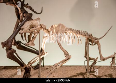 Das Hoplophoneus in der Globalen Galerie Nationalmuseum für Natur und Wissenschaft. Eine ausgestorbene Gattung der Familie Nimravidae, die in Nordamerika endemisch ist. Stockfoto
