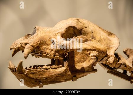 Der Schädel des Höhlenbären (Ursus spelaeus) in der Globalen Galerie Nationalmuseum für Natur und Wissenschaft. Eine prähistorische Bärenart, die in Europa lebte Stockfoto