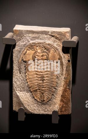 Das Redlichia (Pteroredlichia) lui in der globalen Galerie Nationalmuseum für Natur und Wissenschaft. Eine ausgestorbene Trilobitart im frühen Kambrien Stockfoto