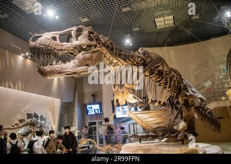 Tokio Japan März 11. 2023: Ein Tyrannosaurus, der in der globalen Galerie des National Museum of Nature and Science vor Ort sitzt. Stockfoto