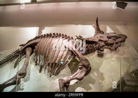 Triceratops liegen auf der Seite in der globalen Galerie National Museum of Nature and Science. Es ist eine Gattung von pflanzenfressenden Ceratopsid-Dinosauriern Stockfoto