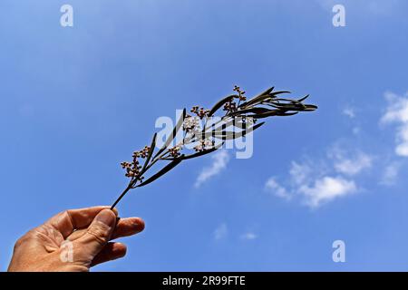 Olivenzweig an der Hand und blauer Himmel Stockfoto