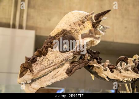 Tokio Japan März 11. 2023: pachycephalosaurus wyomingensis in der Globalen Galerie Nationalmuseum für Natur und Wissenschaft. Stockfoto