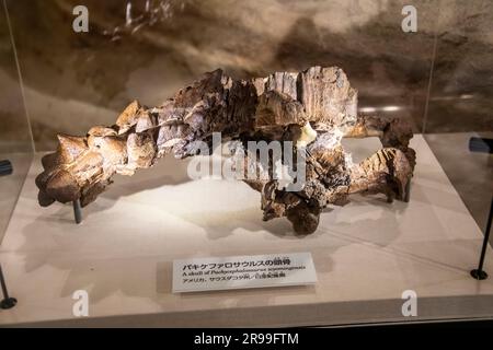 Tokio Japan März 11. 2023: Der Schädel von pachycephalosaurus wyomingensis in der Globalen Galerie Nationalmuseum für Natur und Wissenschaft. Stockfoto