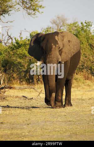 Afrikanischer Elefant, loxodonta africana, Erwachsener, Moremi Reserve, Okavango Delta in Botsuana Stockfoto