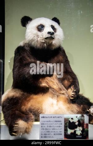 Tokio Japan März 11. 2023: Das Exemplar des Riesenpanda (Ailuropoda melanoleuca) in der Global Gallery National Museum of Nature and Science. Stockfoto