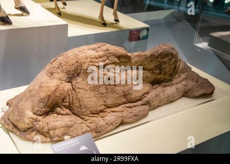 Tokio Japan März 11. 2023: Der Buckel des Dromedars (Camelus dromedarius) in der globalen Galerie Nationalmuseum für Natur und Wissenschaft. Stockfoto