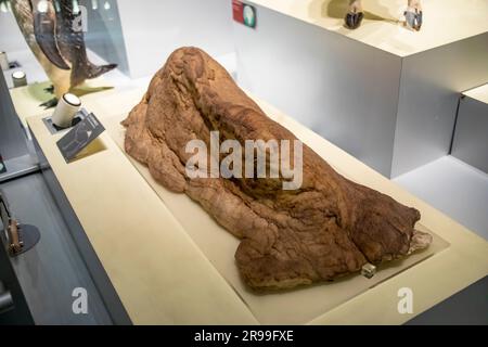 Tokio Japan März 11. 2023: Der Buckel des Dromedars (Camelus dromedarius) in der globalen Galerie Nationalmuseum für Natur und Wissenschaft. Stockfoto