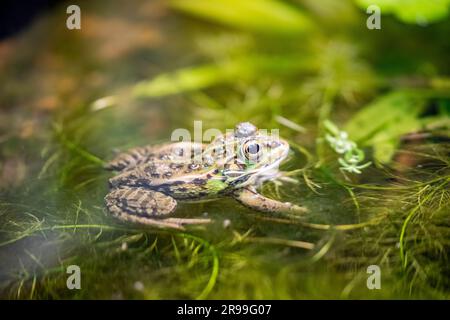 Daruma Pond Frog (Pelophylax porosus) ist eine Froschart der Familie Ranidae. Seine natürlichen Lebensräume sind gemäßigtes Grünland, Flüsse, Süßwasser Stockfoto